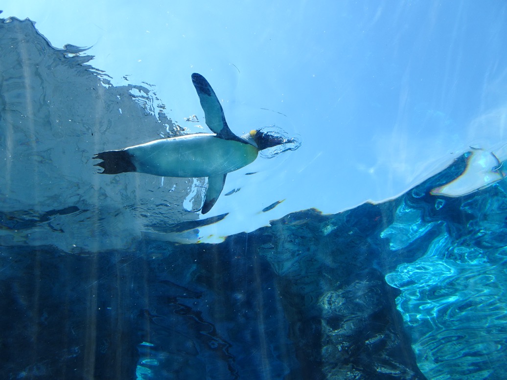 Sunshine Aquarium Ikebukuro sky experience